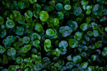 Green leaves background.Green leaves color tone dark  in the morning.Tropical Plant in Thailand,environment,good air,fresh.photo concept nature and plant.の写真素材