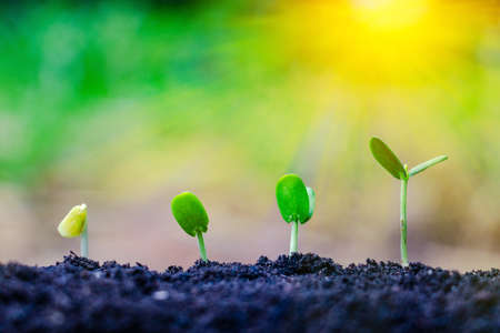 Seed plants are growing.They are growing step by step.One has root and grow under the soil and the other seed has leaves.They are growing among sunlight.Photo new life and  growing concept.の写真素材