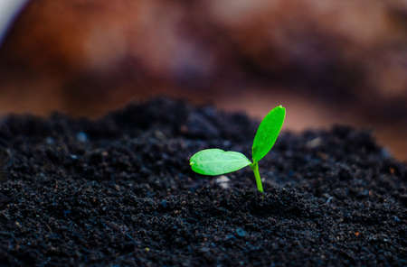 Seed plants are growing.They are growing step by step.One has root and grow under the soil and the other seed has leaves.They are growing among sunlight.Photo new life and  growing concept.の写真素材