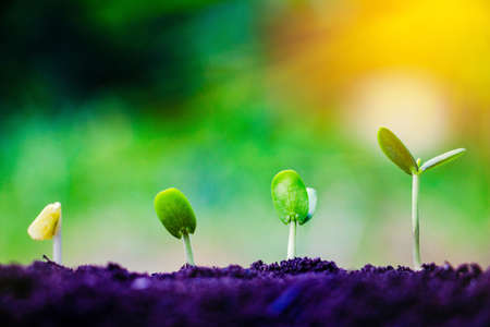 Seed plants are growing.They are growing step by step.One has root and grow under the soil and the other seed has leaves.They are growing among sunlight.Photo new life and  growing concept.の写真素材