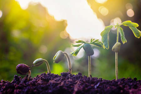 Seed plants are growing.They are growing step by step.One has root and grow under the soil and the other seed has leaves.They are growing among sunlight.Photo new life and  growing concept.の写真素材