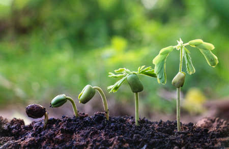 Seed plants are growing.They are growing step by step.One has root and grow under the soil and the other seed has leaves.They are growing among sunlight.Photo new life and  growing concept.の写真素材