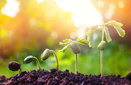 Seed plants are growing.They are growing step by step.One has root and grow under the soil and the other seed has leaves.They are growing among sunlight.Photo new life and  growing concept.の写真素材