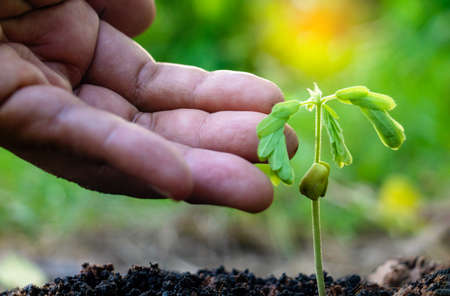 Hand touching growing plant,Young plant and hand under sunlight.Finger and Small plants on the ground in spring.New life concept.Fresh.Photo fresh and Agriculture  concept idea.の写真素材