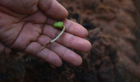 Hand touching growing plant,Young plant and hand under sunlight.Finger and Small plants on the ground in spring.New life concept.Fresh.Photo fresh and Agriculture  concept idea.の写真素材
