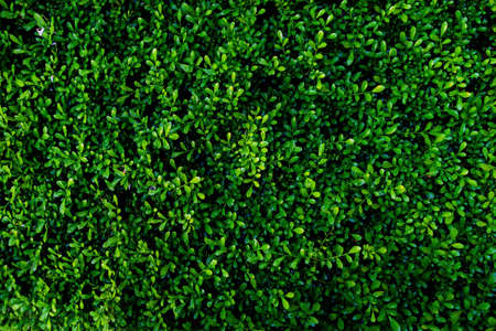 Green leaves background. Green leaves color tone dark  in the morning. Tropical...
