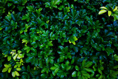 Green leaves background. Green leaves color tone dark  in the morning. Tropical Plant,environment,photo concept nature and plant.の写真素材