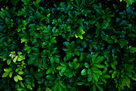 Green leaves background. Green leaves color tone dark  in the morning. Tropical Plant,environment,photo concept nature and plant.の写真素材