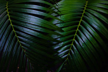 Green leaves background. Green leaves color tone dark  in the morning. Tropical Plant,environment,photo concept nature and plant.の写真素材