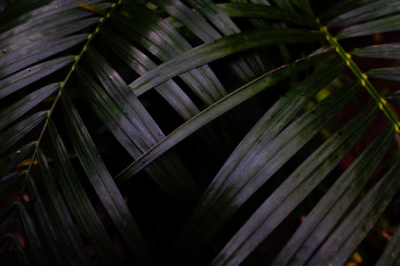 Green leaves background. Green leaves color tone dark  in the morning. Tropical Plant,environment,photo concept nature and plant.の写真素材