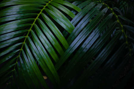 Green leaves background. Green leaves color tone dark  in the morning. Tropical Plant,environment,photo concept nature and plant.の写真素材