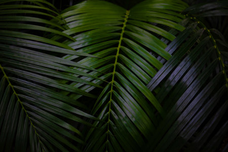 Green leaves background. Green leaves color tone dark  in the morning. Tropical Plant,environment,photo concept nature and plant.の写真素材