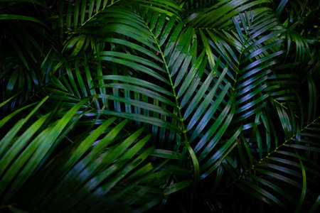 Green leaves background. Green leaves color tone dark  in the morning. Tropical Plant,environment,photo concept nature and plant.の写真素材