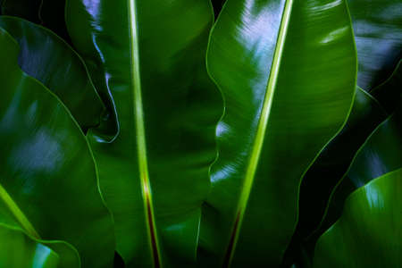 Green leaves background. Green leaves color tone dark  in the morning. Tropical Plant,environment,photo concept nature and plant.の写真素材