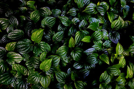 Growing plant,Young plant in the morning light on ground background, New life concept.Small plants on the ground in spring.fresh,seed,Photo fresh and Agriculture  concept idea.の写真素材