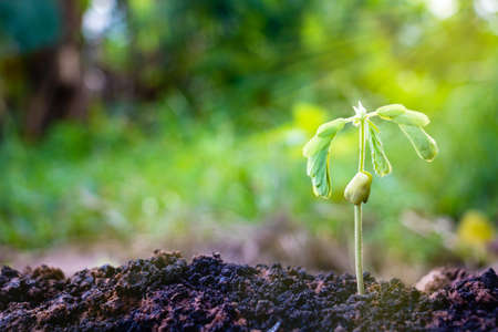 Growing plant,Young plant in the morning light on ground background, New life concept.Small plants on the ground in spring.fresh,seed,Photo fresh and Agriculture  concept idea.の写真素材