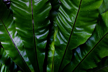 Green leaves background. Green leaves color tone dark  in the morning. Tropical Plant,environment,photo concept nature and plant.の写真素材
