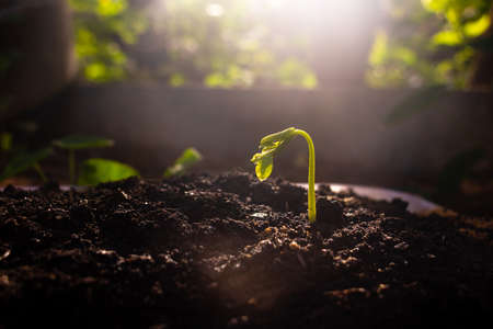 Green leaves background. Green leaves color tone dark  in the morning.Tropical Plant,environment,photo concept nature and plant.の写真素材