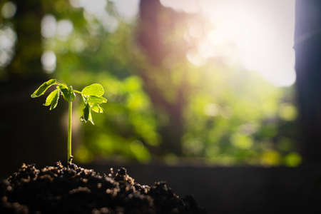 Green leaves background. Green leaves color tone dark  in the morning.Tropical Plant,environment,photo concept nature and plant.の写真素材
