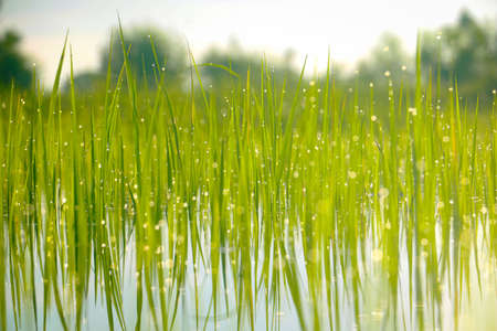 Fresh green grass and dew drops  with sunlight.In the morning after raining dew drops reflect light.fresh,good air.photo concept natural and Blurry background.の写真素材