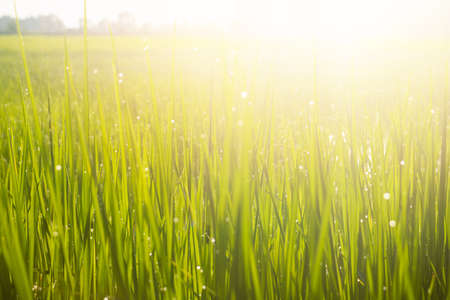 Fresh green grass and dew drops  with sunlight.In the morning after raining dew drops reflect light.fresh,good air.photo concept natural and Blurry background.の写真素材