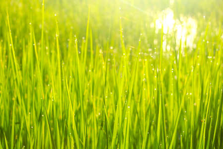Fresh green grass and dew drops  with sunlight.In the morning after raining dew drops reflect light.fresh,good air.photo concept natural and Blurry background.の写真素材