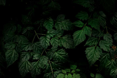 Dew and Green leaves background. Green leaves color dark tone after raining in the morning.Tropical Plant , environment,fresh,photo concept nature and plant.の写真素材