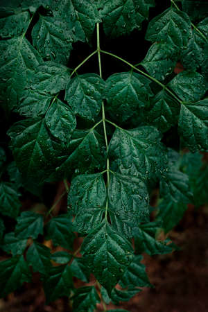 Dew and Green leaves background. Green leaves color dark tone after raining in the morning.Tropical Plant , environment,fresh,photo concept nature and plant.の写真素材