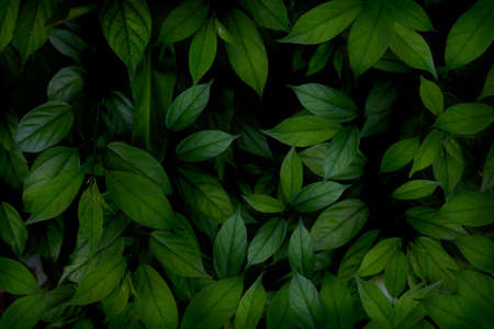Dew and Green leaves background. Green leaves color dark tone after raining in the morning.Tropical Plant , environment,fresh,photo concept nature and plant.の写真素材