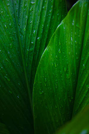Dew and Green leaves background. Green leaves color dark tone after raining in the morning.Tropical Plant , environment,fresh,photo concept nature and plant.の写真素材