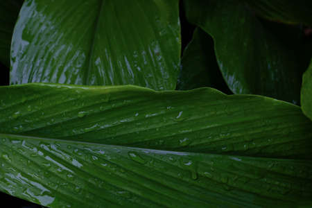 Dew and Green leaves background. Green leaves color dark tone after raining in the morning.Tropical Plant , environment,fresh,photo concept nature and plant.の写真素材