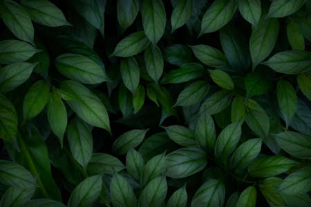 Dew and Green leaves background. Green leaves color dark tone after raining in the morning.Tropical Plant , environment,fresh,photo concept nature and plant.の写真素材