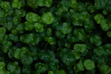 Dew and Green leaves background. Green leaves color dark tone after raining in the morning.Tropical Plant , environment,fresh,photo concept nature and plant.の写真素材