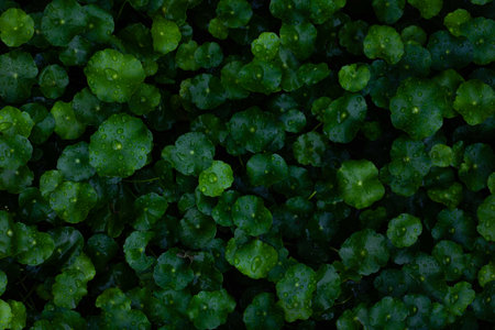 Dew and Green leaves background. Green leaves color dark tone after raining in the morning.Tropical Plant , environment,fresh,photo concept nature and plant.の写真素材