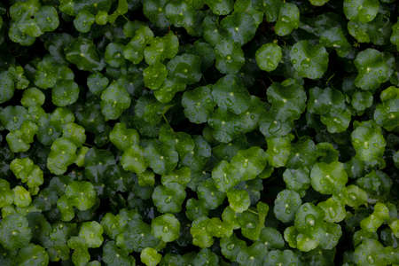 Dew and Green leaves background. Green leaves color dark tone after raining in the morning.Tropical Plant , environment,fresh,photo concept nature and plant.の写真素材