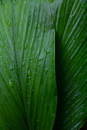 Dew and Green leaves background. Green leaves color dark tone after raining in the morning.Tropical Plant , environment,fresh,photo concept nature and plant.の写真素材