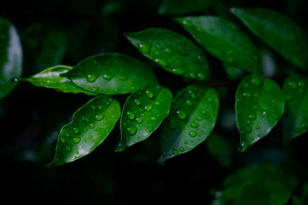 Dew and Green leaves background. Green leaves color dark tone after raining in the morning.Tropical Plant , environment,fresh,photo concept nature and plant.の写真素材