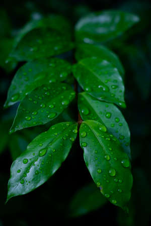 Dew and Green leaves background. Green leaves color dark tone after raining in the morning.Tropical Plant , environment,fresh,photo concept nature and plant.の写真素材
