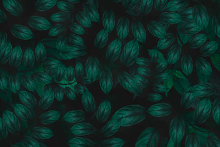 Dew and Green leaves background. Green leaves color dark tone after raining in the morning.Tropical Plant , environment,fresh,photo concept nature and plant.の写真素材