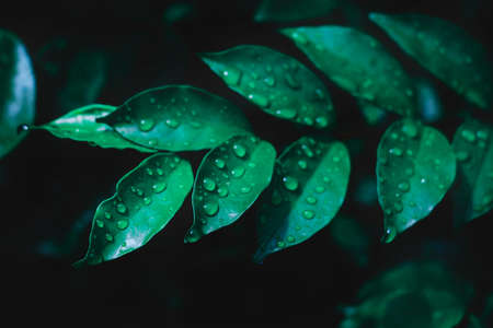 Dew and Green leaves background. Green leaves color dark tone after raining in the morning.Tropical Plant , environment,fresh,photo concept nature and plant.の写真素材