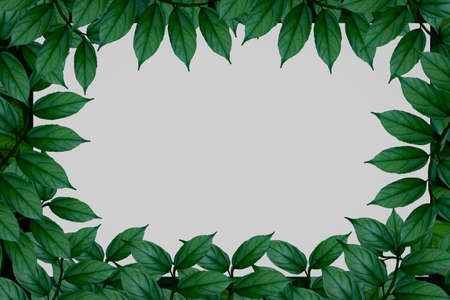 Top view plant and paper.green leaf plant with white paper card note.Blank,advertising,Creative layout.photo concept flat lay and nature background.の写真素材