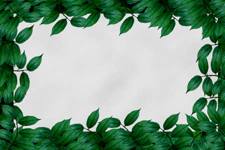 Green leaves background.Green leaves color tone dark in the morning.Tropical Plant in Thailand,environment,good air.photo concept nature and plant.の写真素材