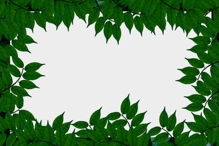 Green leaves background.Green leaves color tone dark in the morning.Tropical Plant in Thailand,environment,good air.photo concept nature and plant.の写真素材