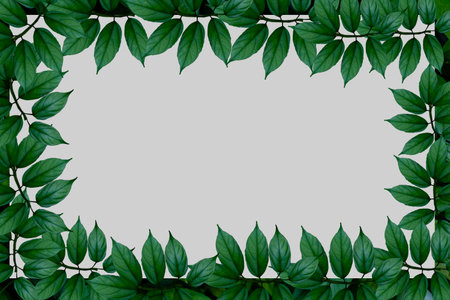 Green leaves background.Green leaves color tone dark in the morning.Tropical Plant in Thailand,environment,good air.photo concept nature and plant.の写真素材