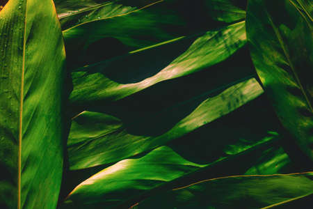 Dew and Green leaves background. Green leaves color dark tone after raining in the morning.environment,fresh,photo concept nature and plant.の写真素材