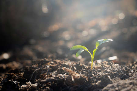 Growing plant,Young plant in the morning light on ground background, New life concept.Small plants on the ground in spring.fresh,seed,Photo fresh and Agriculture  concept idea.の写真素材