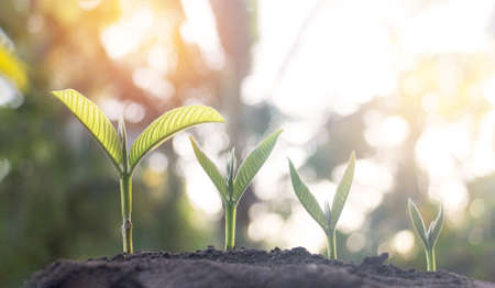 Seed plants are growing.They are growing step by step.One has root and grow under the soil and the other seed has leaves.They are growing among sunlight.Photo new life and  growing concept.の写真素材