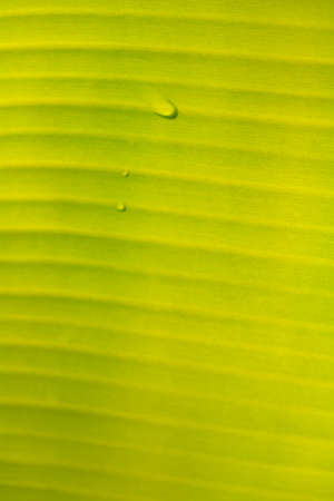Seed plants are growing.They are growing step by step.One has root and grow under the soil and the other seed has leaves.They are growing among sunlight.Photo new life and  growing concept.の写真素材