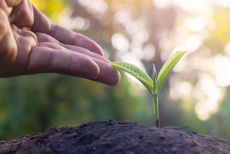 Seed plants are growing.They are growing step by step.One has root and grow under the soil and the other seed has leaves.They are growing among sunlight.Photo new life and  growing concept.の写真素材