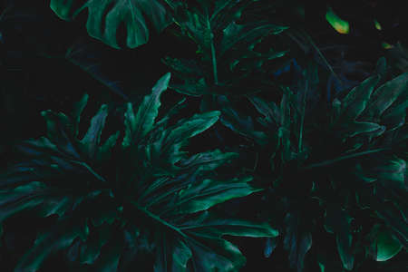 Young disabled man with field background.He is sitting on wheelchair and raising hand  up.He is looking into sky.despair,lonely,hope.Photo concept depression and Patient.の写真素材